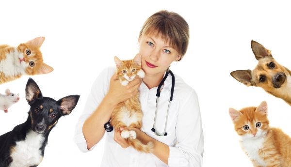 St Louis Pets