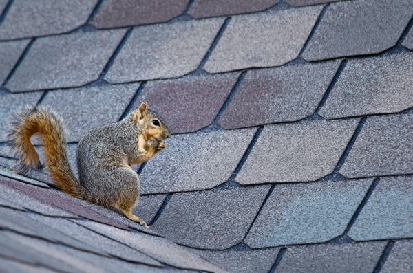St Louis Wildlife Removal