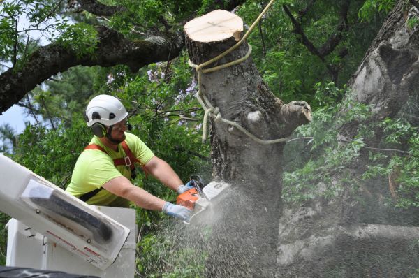 St Louis Tree Trimming