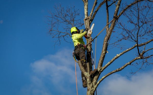 St Louis Tree Removal